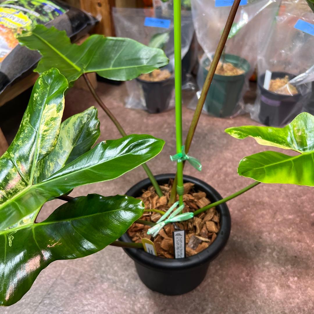 輸入株フィロデンドロン フロリダビューティー✖︎ビレッティアハイブリッド