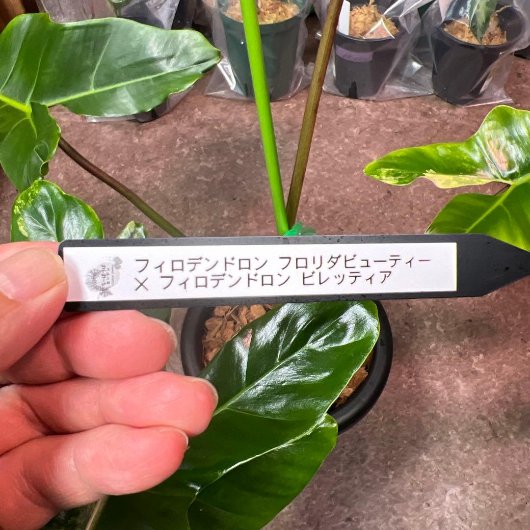 輸入株フィロデンドロン フロリダビューティー✖︎ビレッティアハイブリッド