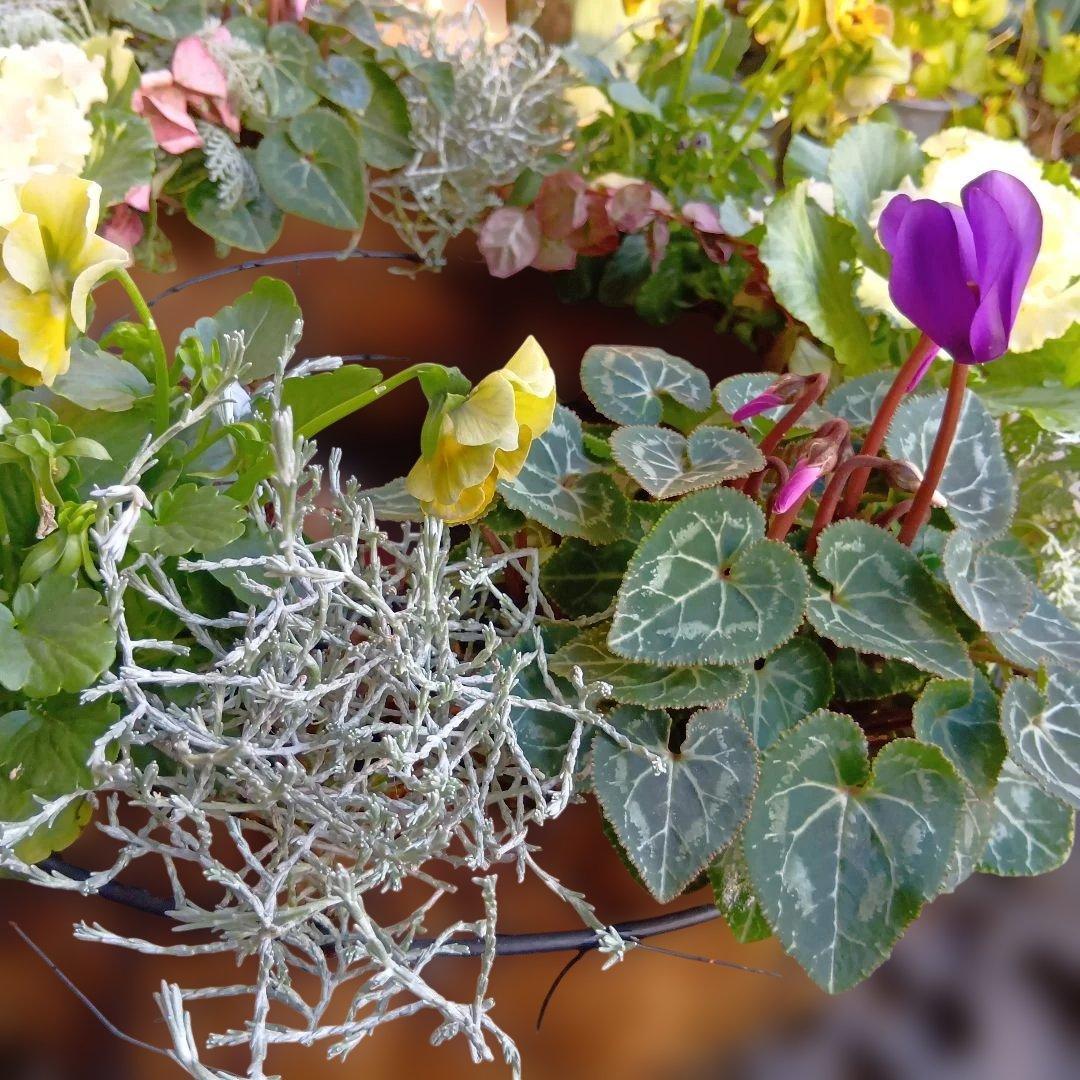 葉牡丹 シクラメン等 寄せ植え 直径約34cmハンギングリース 140サイズ発送