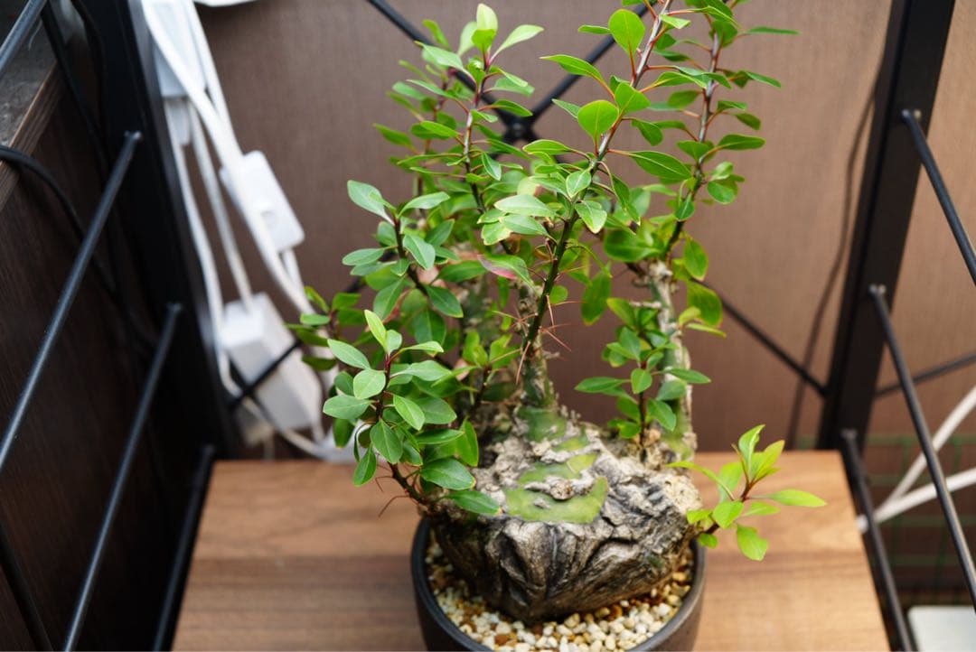 フォークイエリア ファシクラータ 現地球 発根済み コレクション株