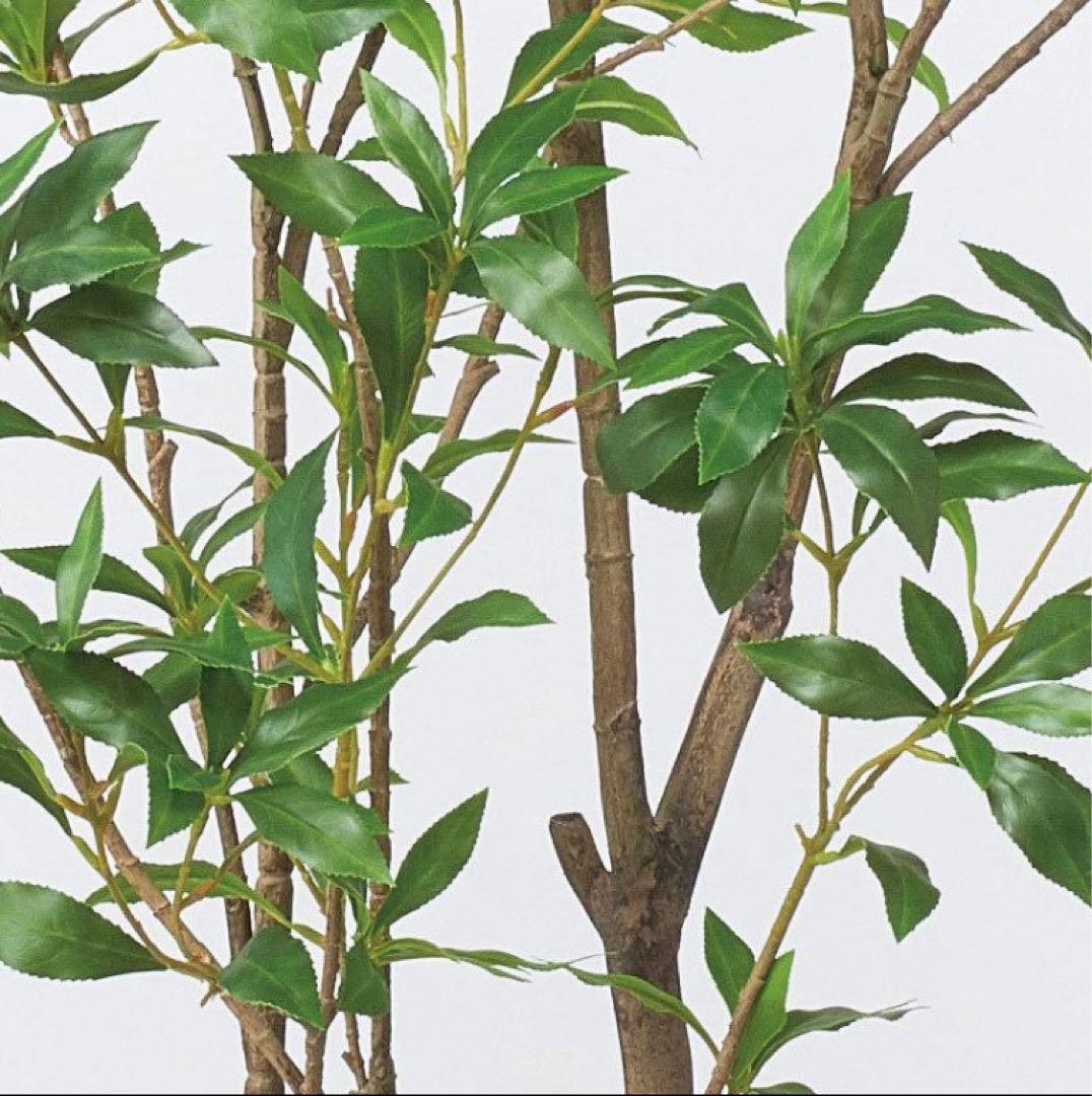 光触媒　人工観葉植物　ウォールグリーン　フェイクグリーン　アセビ210