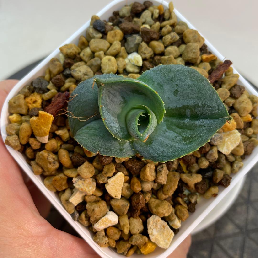 アガベ グアダラハラナ ドワーフ コンパクト 圓葉瓜達 - メルカリ