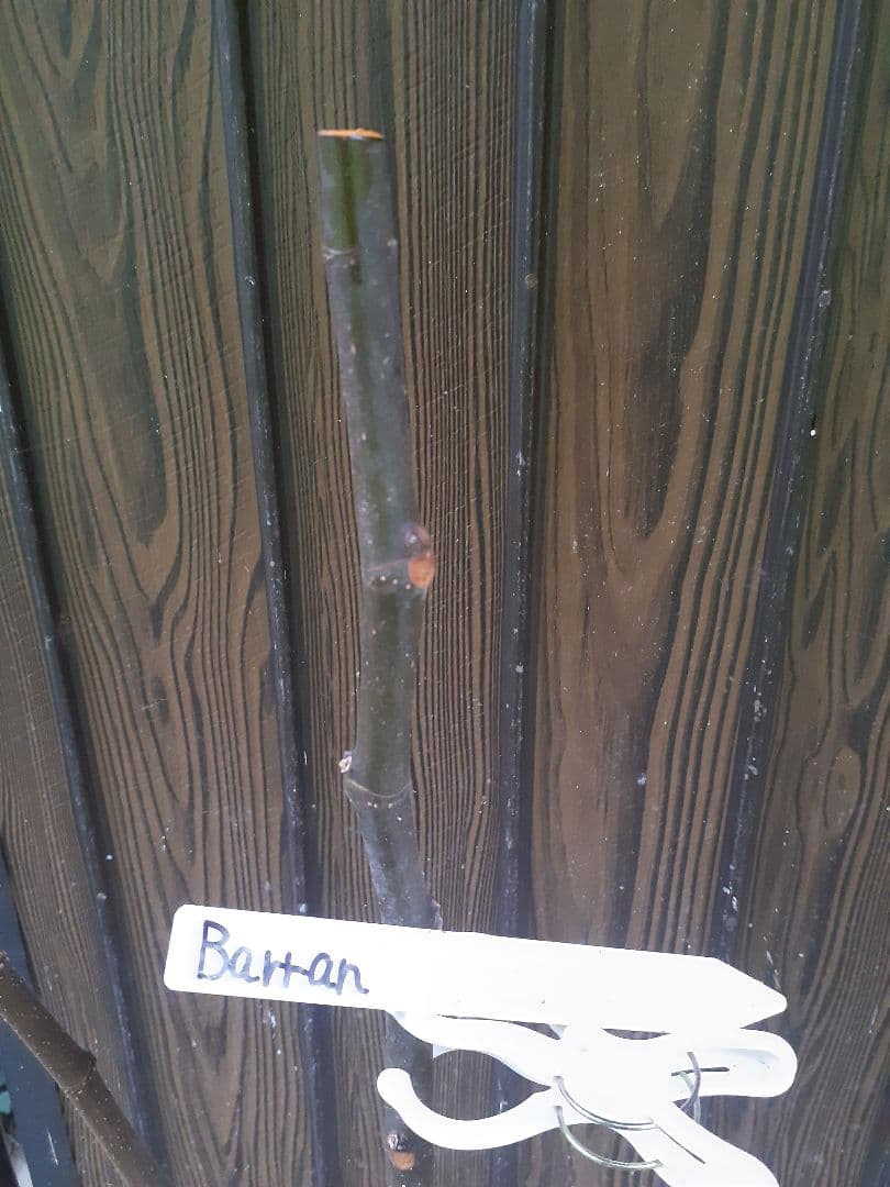 専用】Amarcord(FDM)他 イチジク穂木