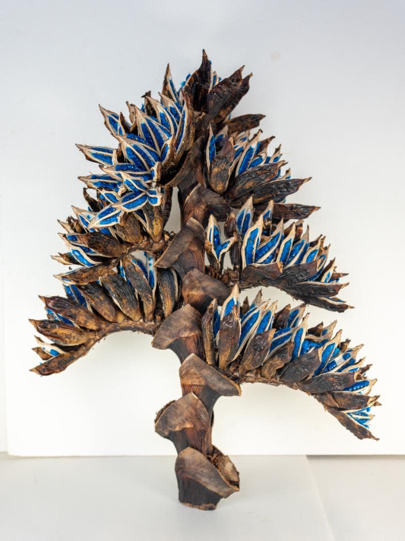 タビビトノキ 青い種 1 旅人の木 オオギバショウ 丸ごと 種子