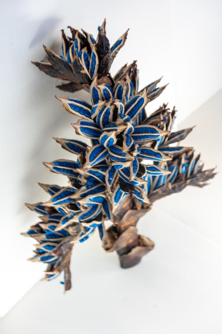 タビビトノキ 青い種 1 旅人の木 オオギバショウ 丸ごと 種子