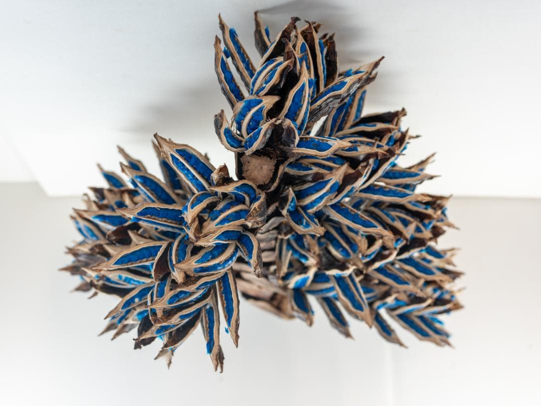 タビビトノキ 青い種 1 旅人の木 オオギバショウ 丸ごと 種子