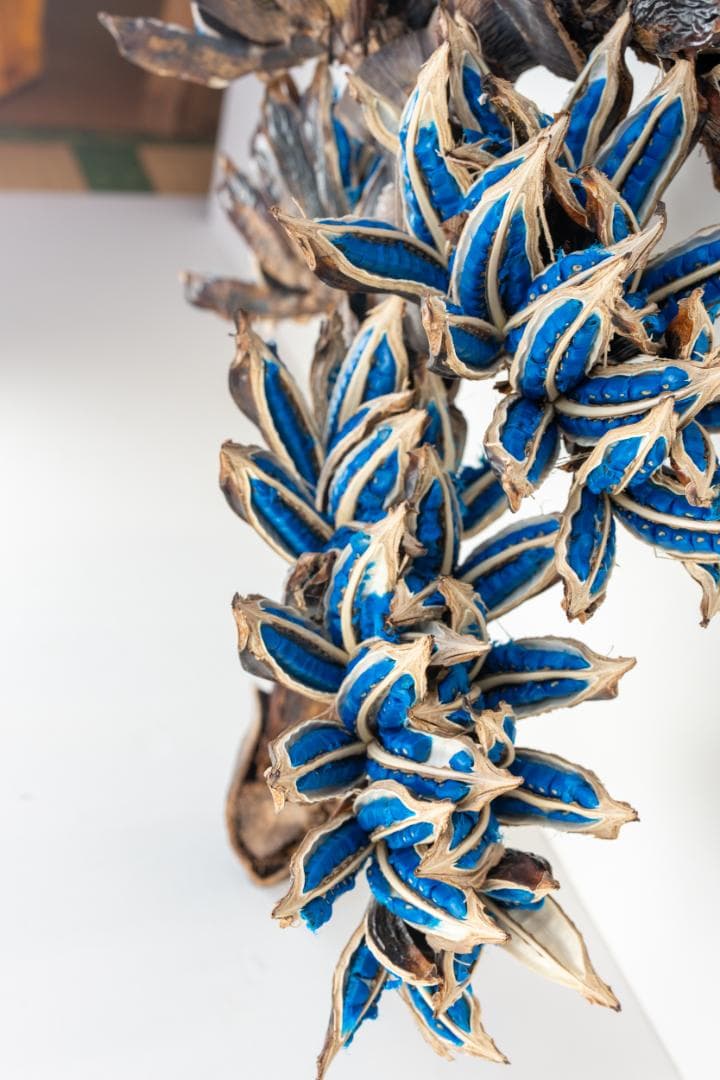 タビビトノキ 青い種 1 旅人の木 オオギバショウ 丸ごと 種子