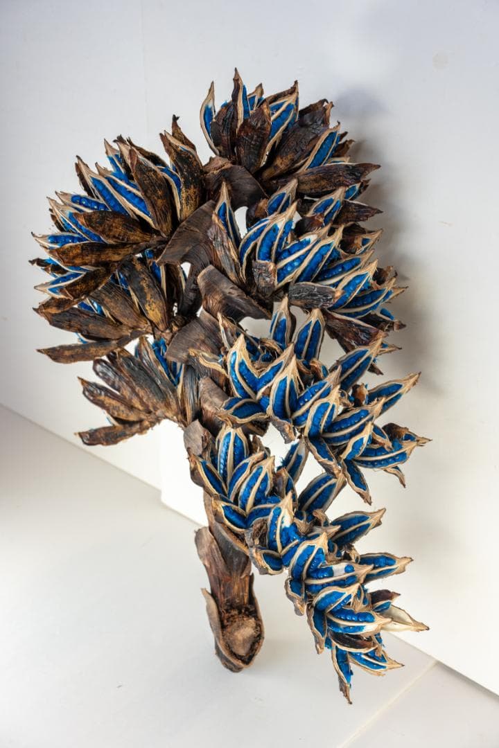 タビビトノキ 青い種 1 旅人の木 オオギバショウ 丸ごと 種子