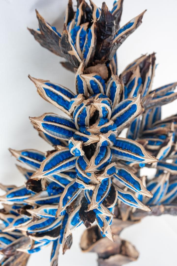 タビビトノキ 青い種 1 旅人の木 オオギバショウ 丸ごと 種子