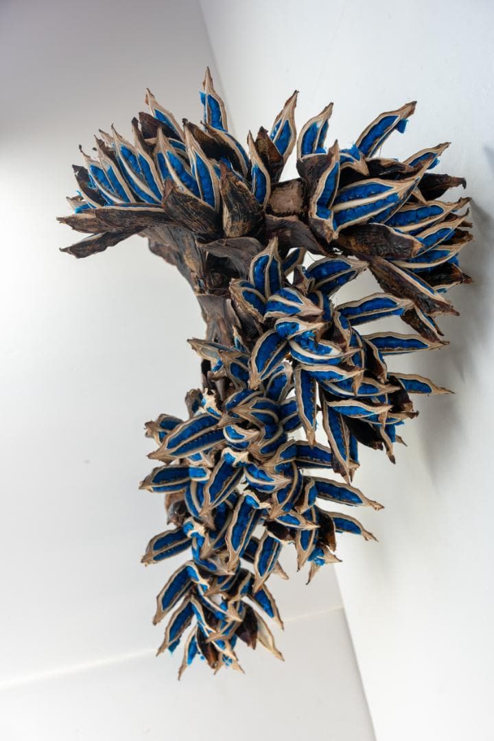 タビビトノキ 青い種 1 旅人の木 オオギバショウ 丸ごと 種子