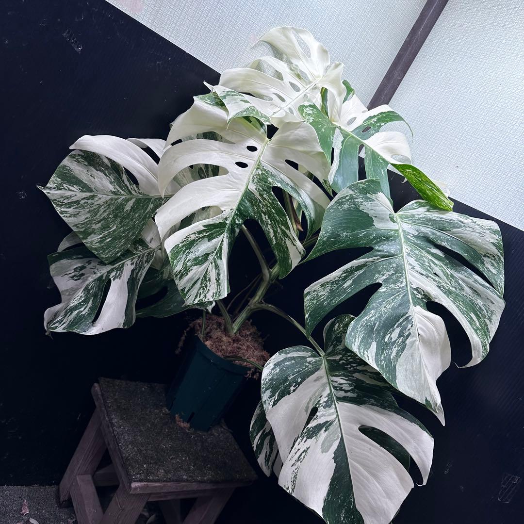 斑入りモンステラ ホワイトタイガー極美大株70cm白斑多 - メルカリ