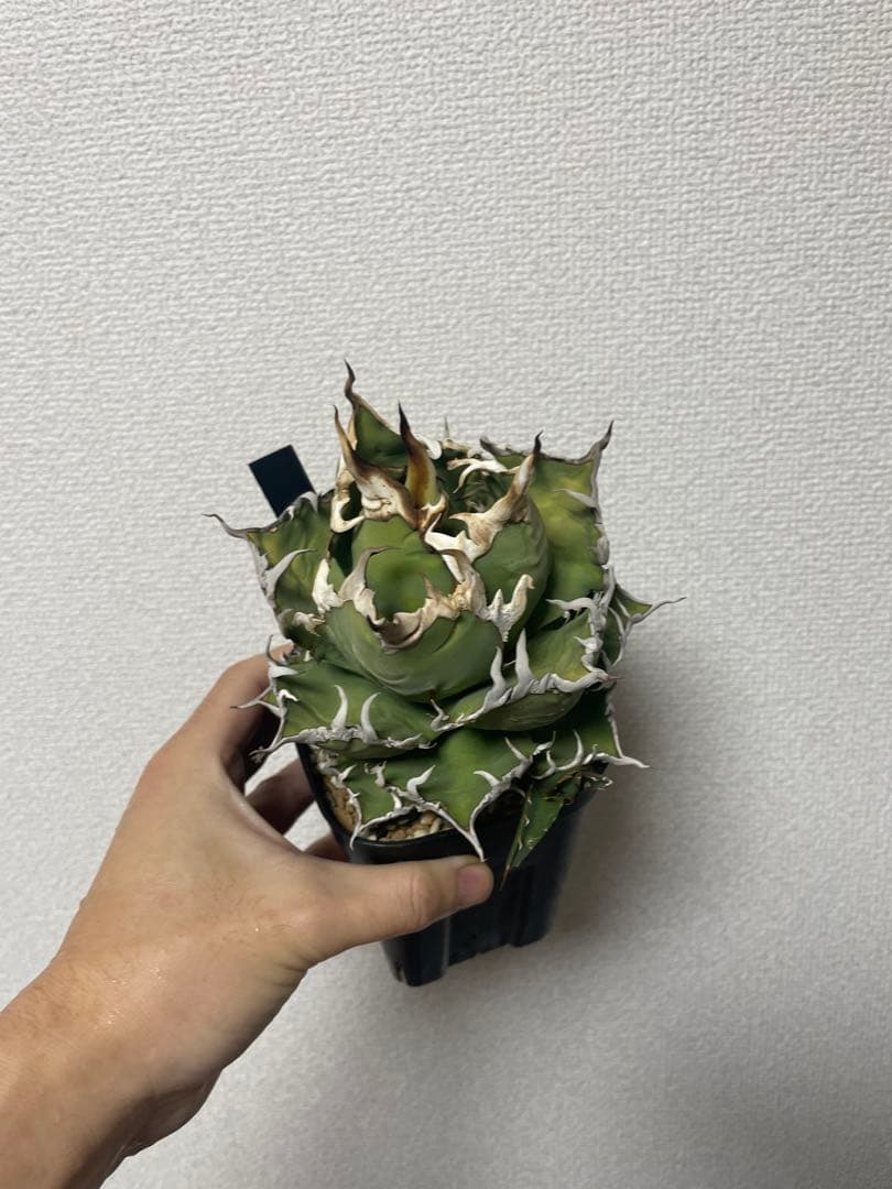 子株】tony産シーザーアガベ チタノタ - メルカリ