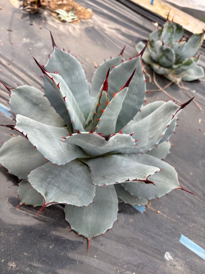 アガベ　パリー　吉祥天