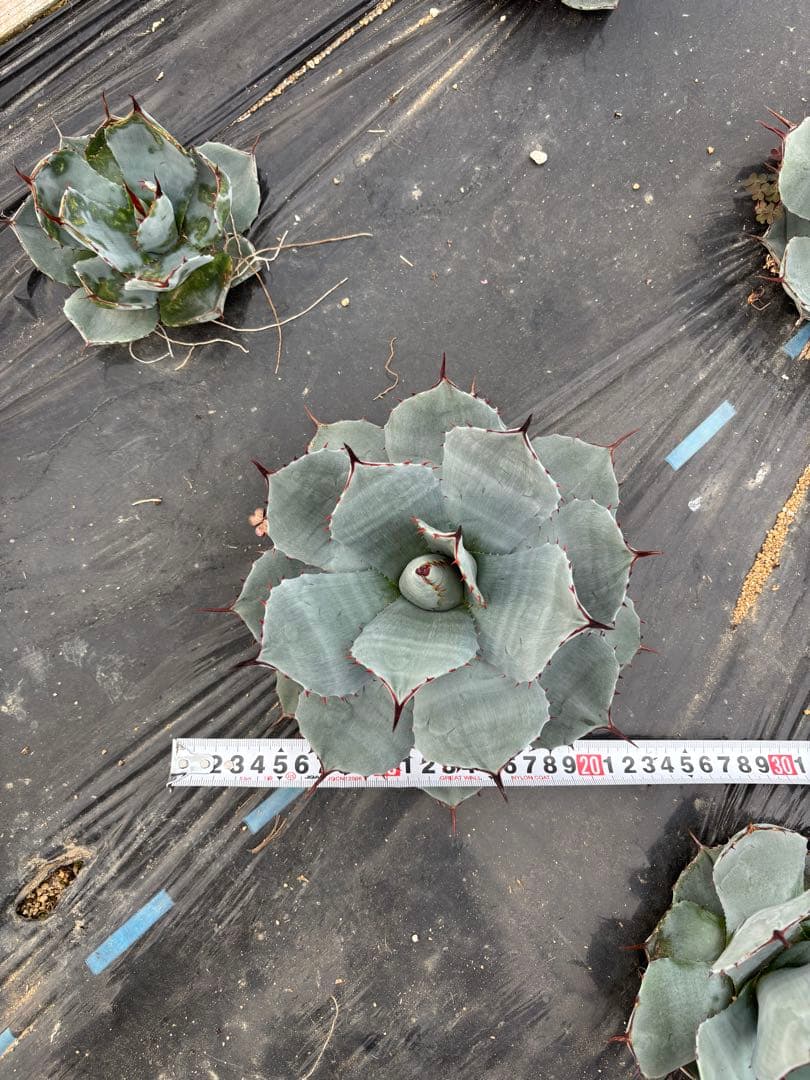 アガベ　パリー　吉祥天