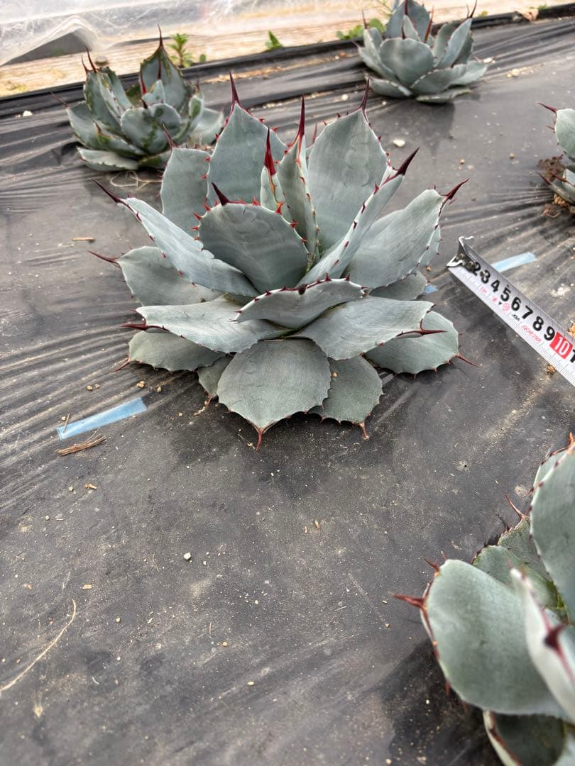 アガベ　パリー　吉祥天