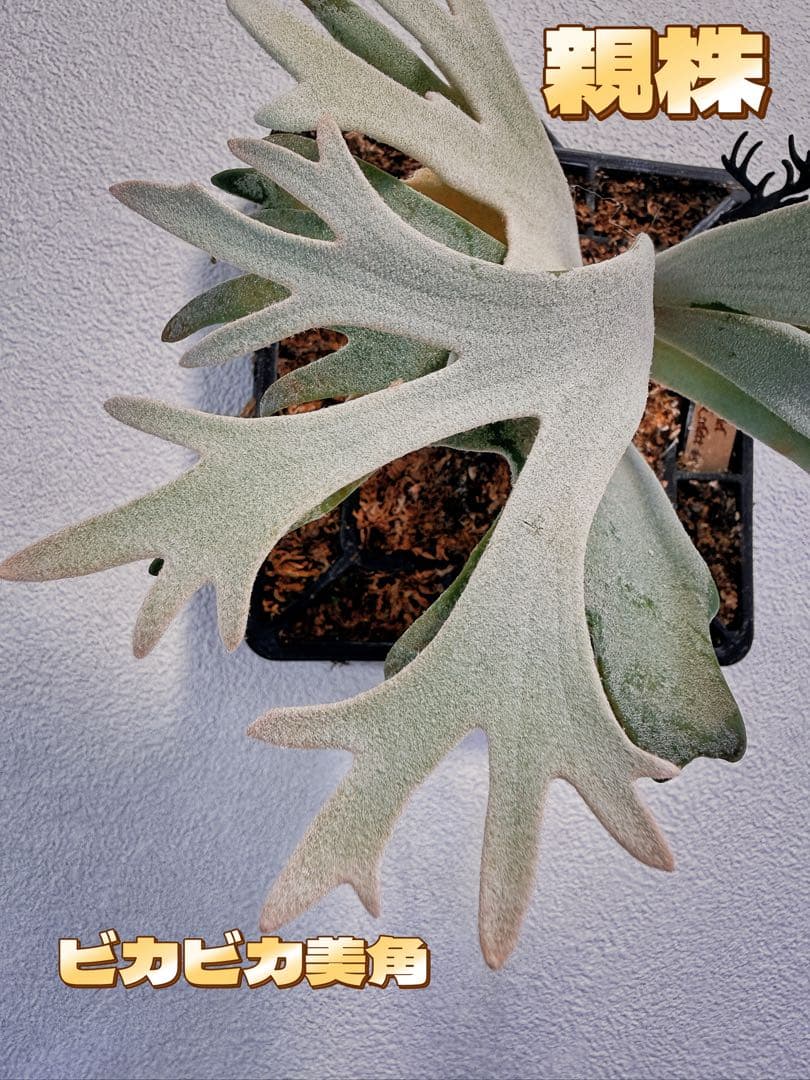 ビカクシダP. Gabriel PUP 株分子株出品