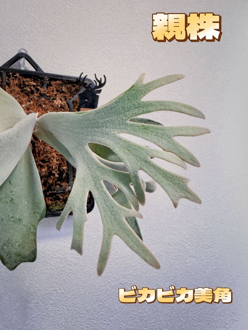 ビカクシダP. Gabriel PUP 株分子株出品