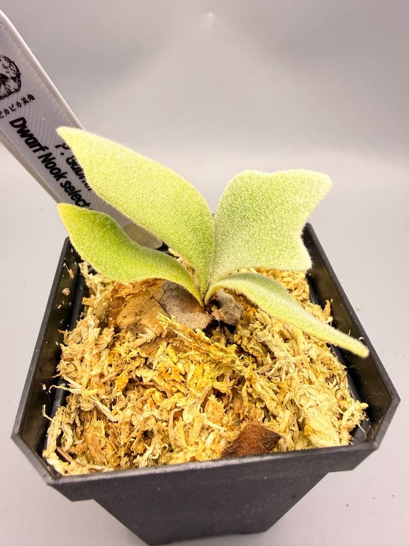 ビカクシダP. Gabriel PUP 株分子株出品