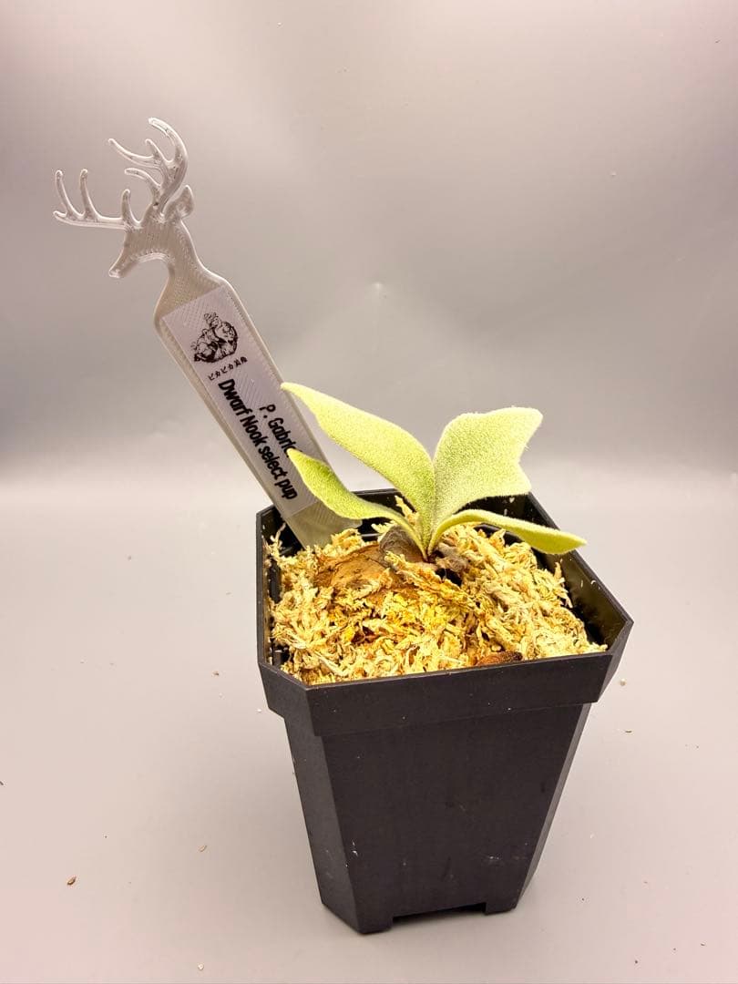 ビカクシダP. Gabriel PUP 株分子株出品