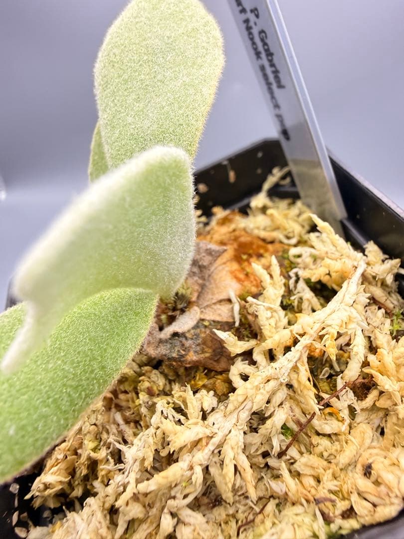 ビカクシダP. Gabriel PUP 株分子株出品