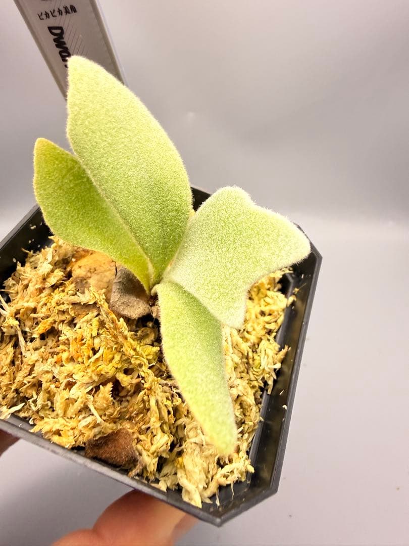 ビカクシダP. Gabriel PUP 株分子株出品