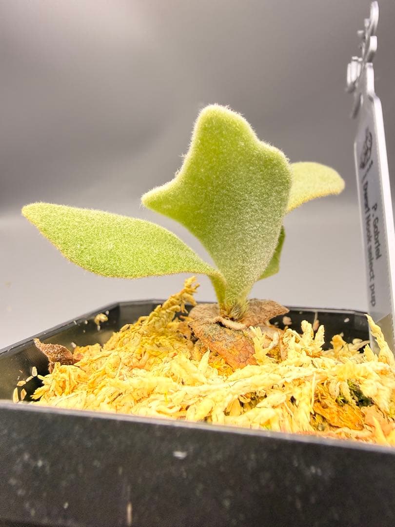 ビカクシダP. Gabriel PUP 株分子株出品