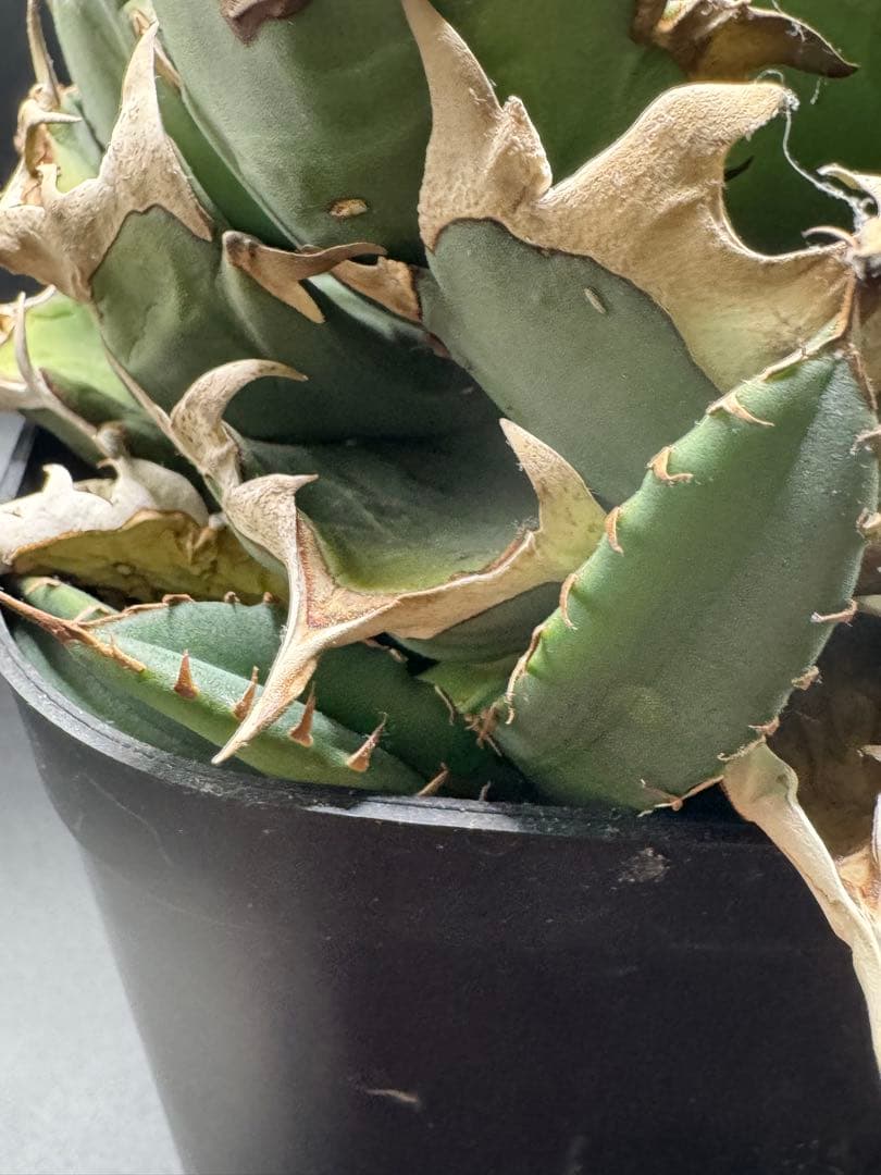 アガベ イラン株 ノーネーム 子株