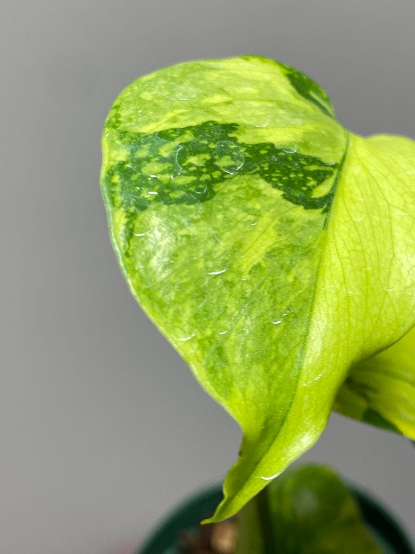 超美株✨超希少‼️】モンステラ エレクトロライト 斑入り レア 人気