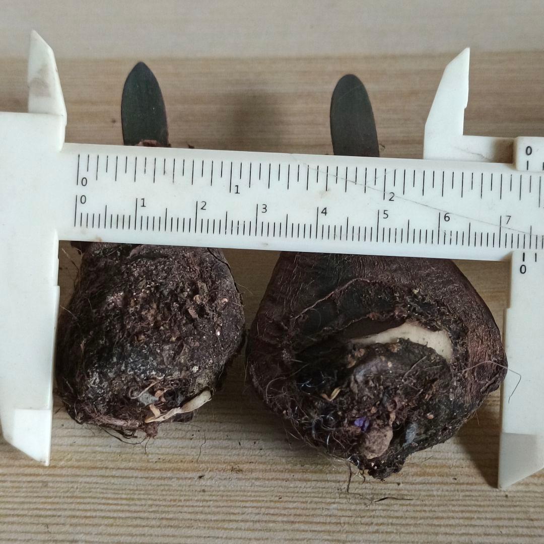 478 ハエマンサスノルティエリ Haemanthus nortieri特選2株 - メルカリ