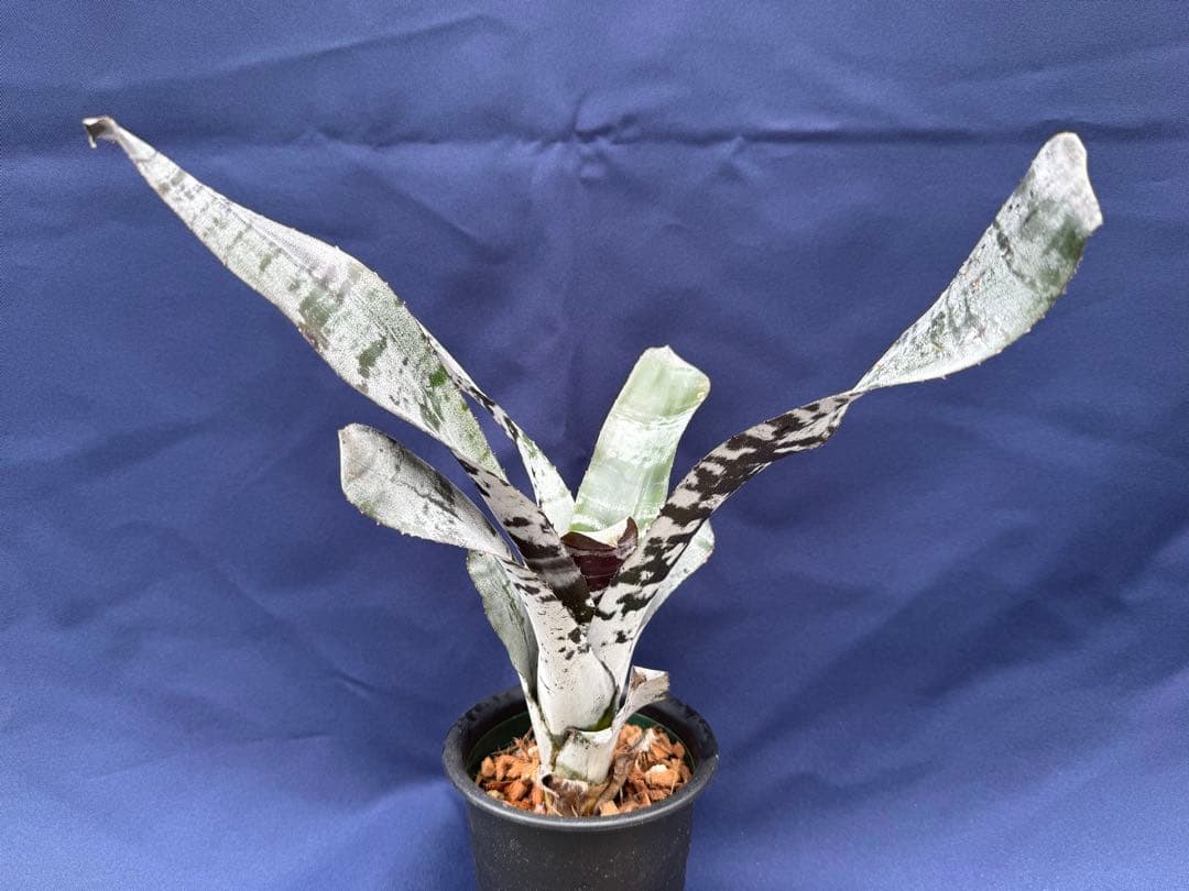 タンクブロメリア エクメア チャンティニー ブラックアイス