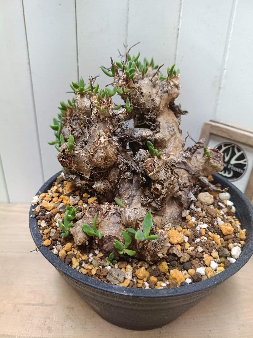 H044 発根済み 大株！！チレコドン レティキュラータス 万物想 現地球