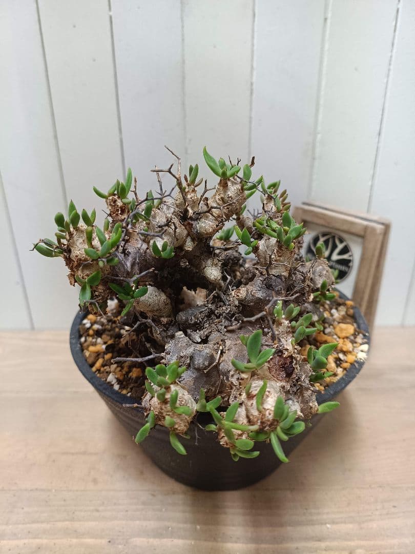 H044 発根済み 大株！！チレコドン レティキュラータス 万物想 現地球