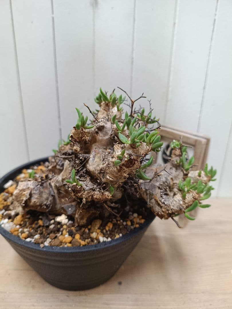 H044 発根済み 大株！！チレコドン レティキュラータス 万物想 現地球