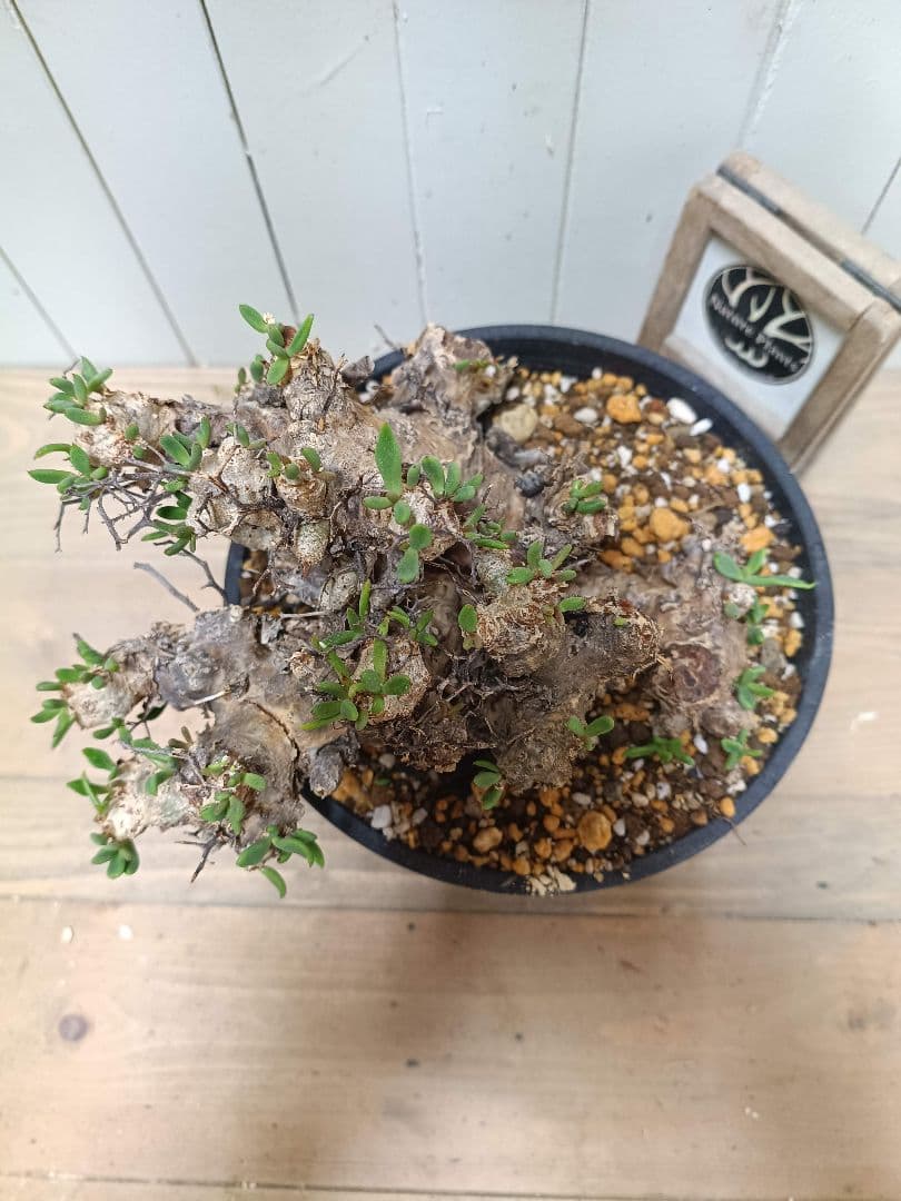 H044 発根済み 大株！！チレコドン レティキュラータス 万物想 現地球