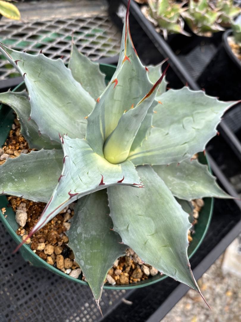 メルカリ便発送‼︎　オバティフォリア　アウェイクニングエンジェル　7号鉢付き発送‼︎