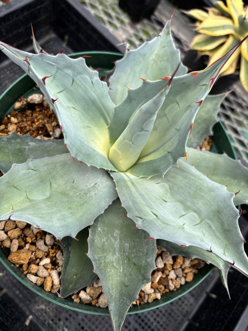 メルカリ便発送‼︎　オバティフォリア　アウェイクニングエンジェル　7号鉢付き発送‼︎