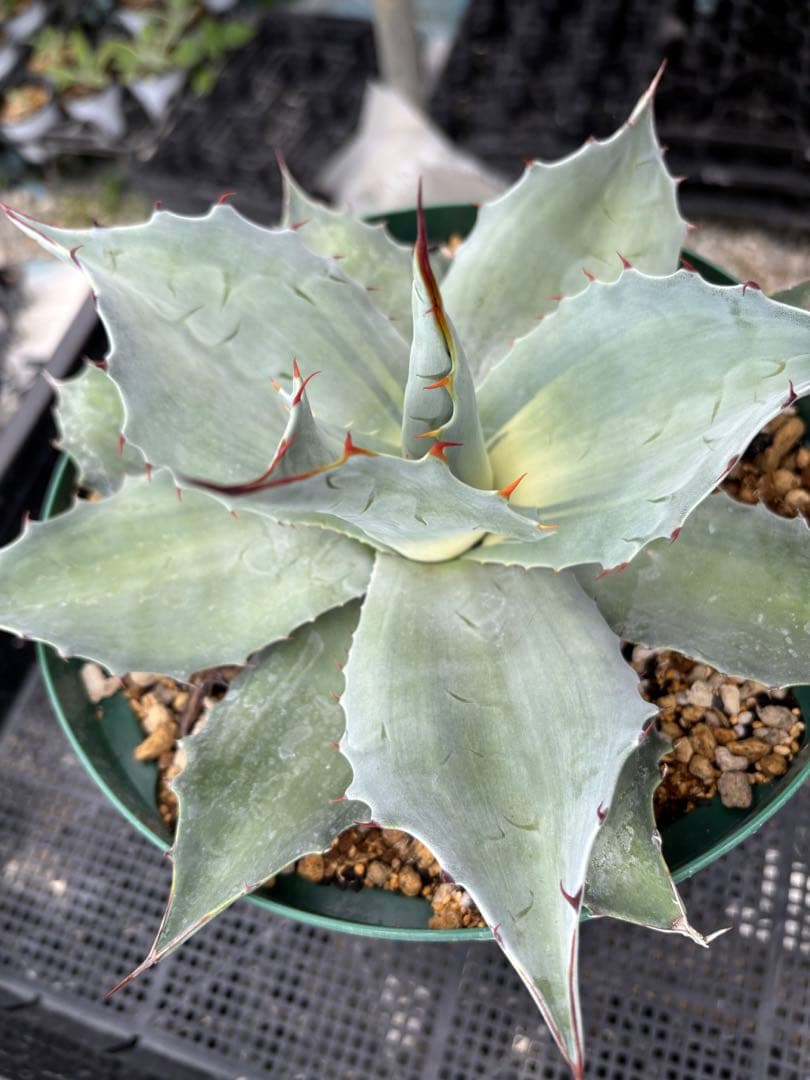 メルカリ便発送‼︎　オバティフォリア　アウェイクニングエンジェル　7号鉢付き発送‼︎