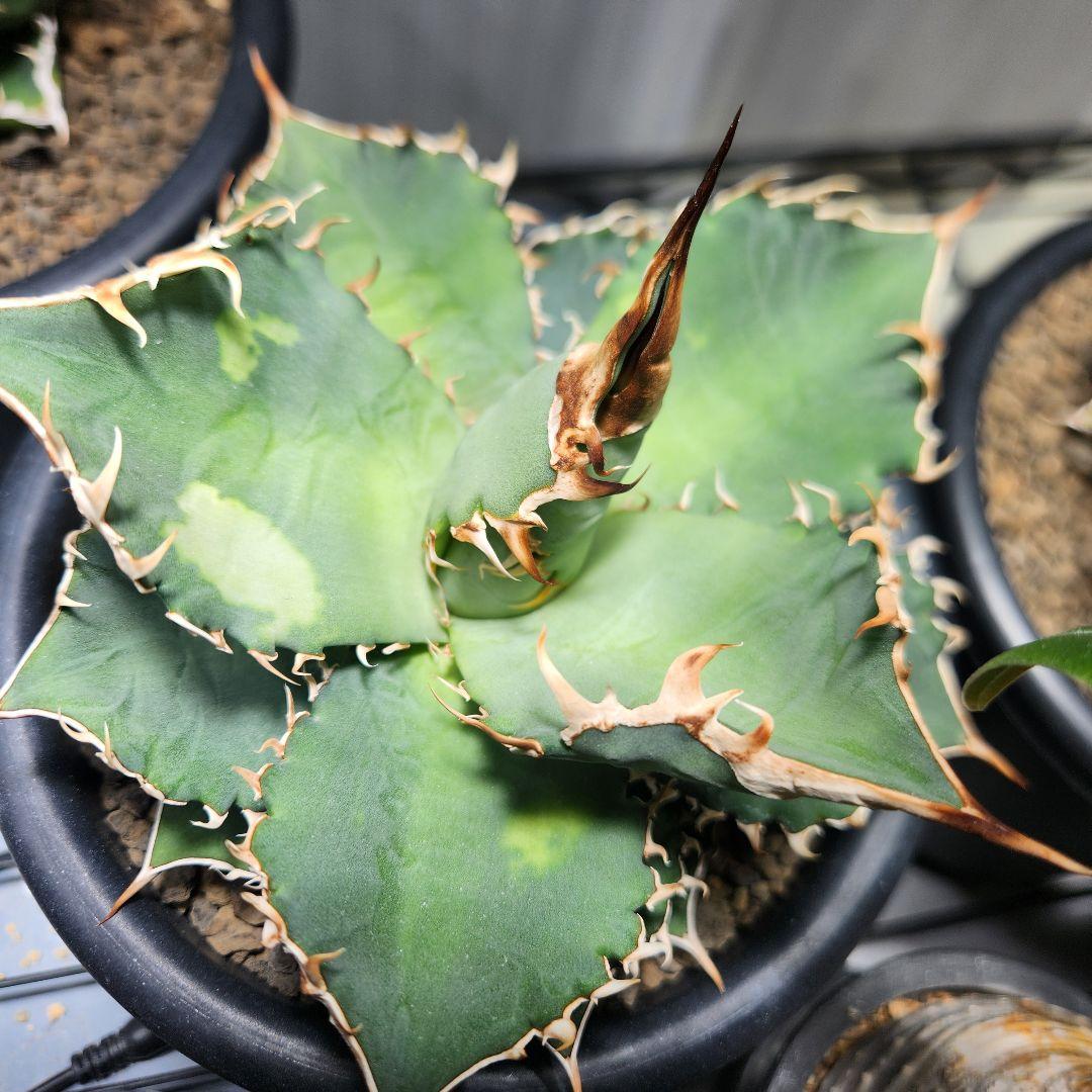 187✴コレクション株✴【12.20写真更新】アガベ オテロイ 実生