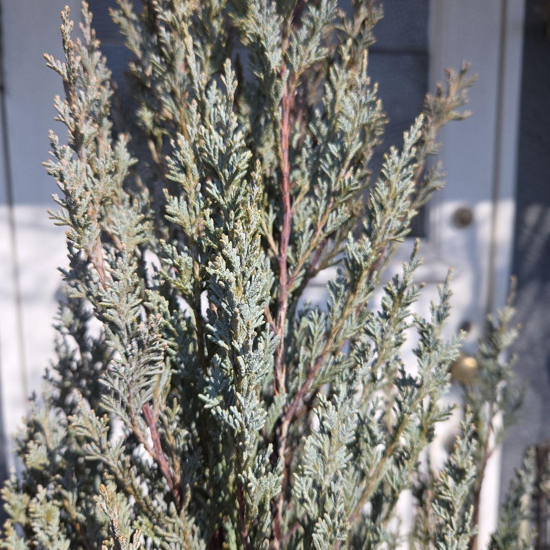 ⑭　コニファームーングロー　10号特大苗木最高等級　初売り‼️