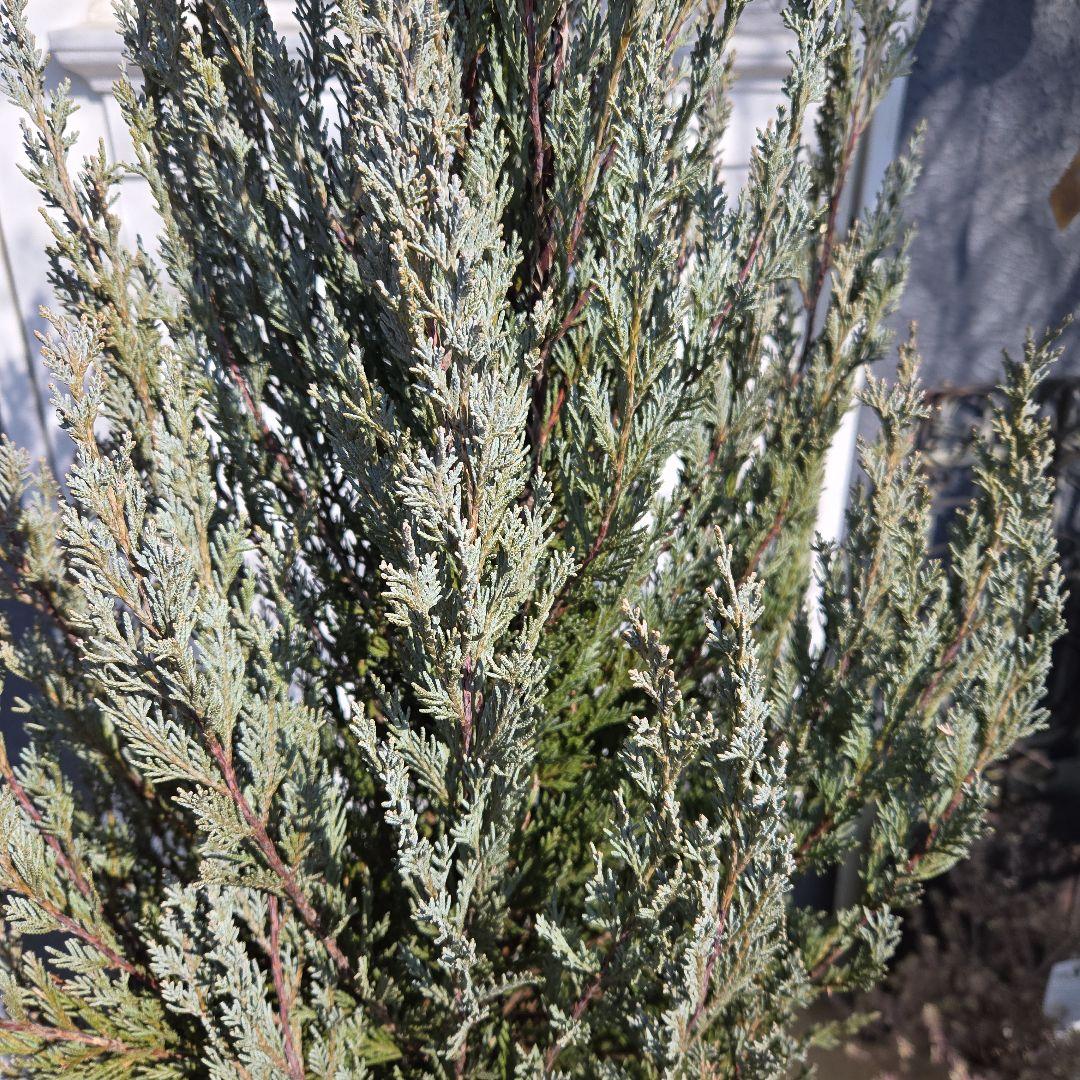 ⑭　コニファームーングロー　10号特大苗木最高等級　初売り‼️