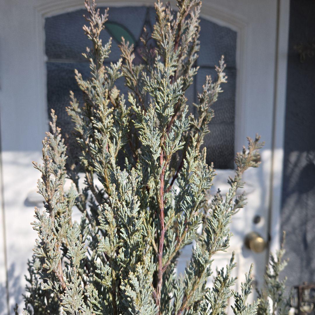 ⑭　コニファームーングロー　10号特大苗木最高等級　初売り‼️