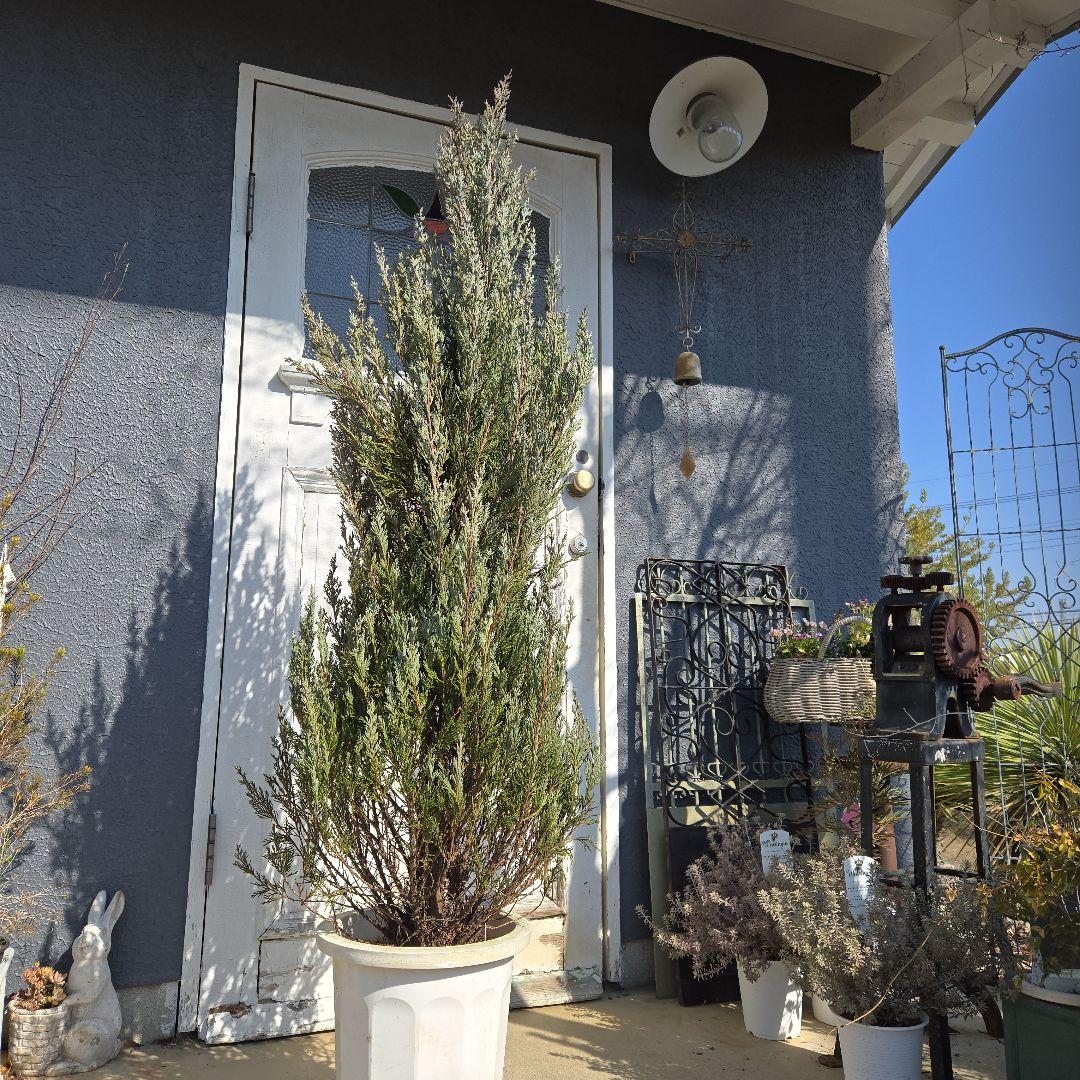 ⑭　コニファームーングロー　10号特大苗木最高等級　初売り‼️