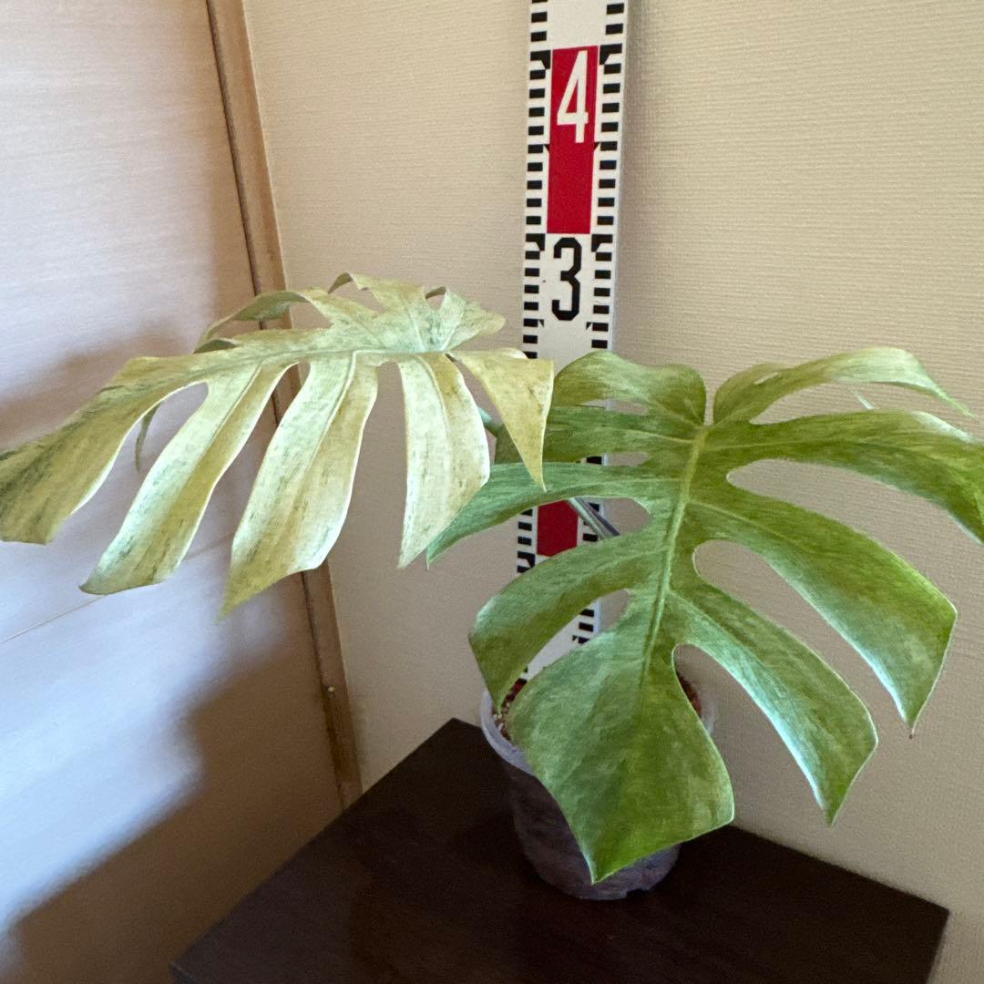 モンステラ バールマルクスフレーム モンステラ・バールマルクス