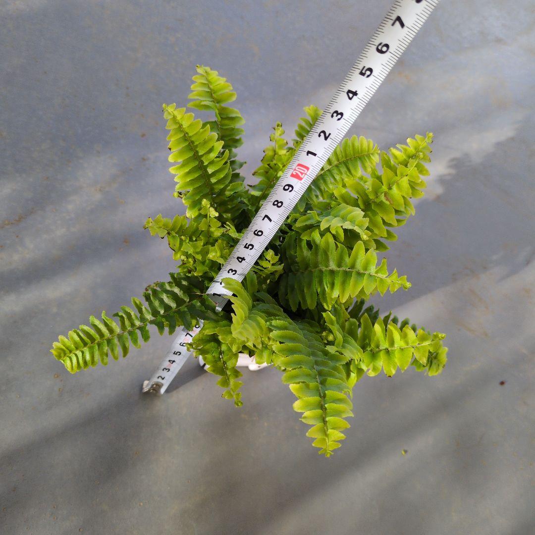 ネフロレピス・ボストンファーン（4） - メルカリ
