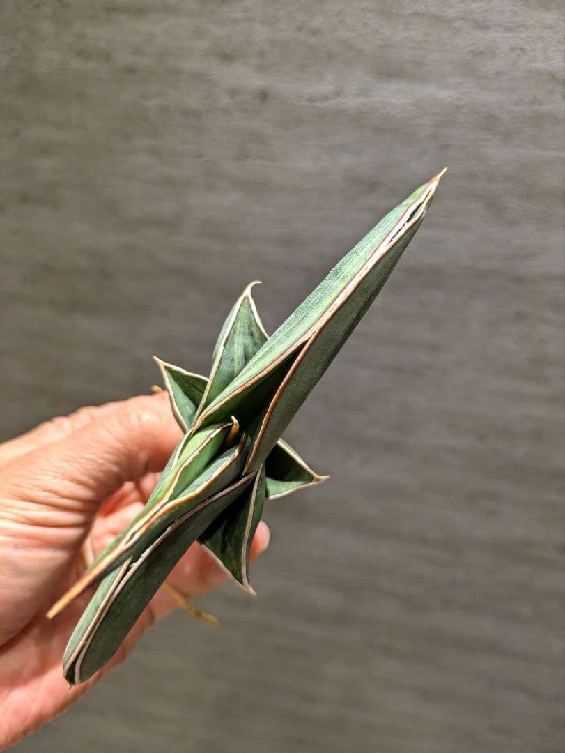 希少　ロリダ　斑入り　サンスベリア　サンス　多肉植物　サンセベリア　サボテン