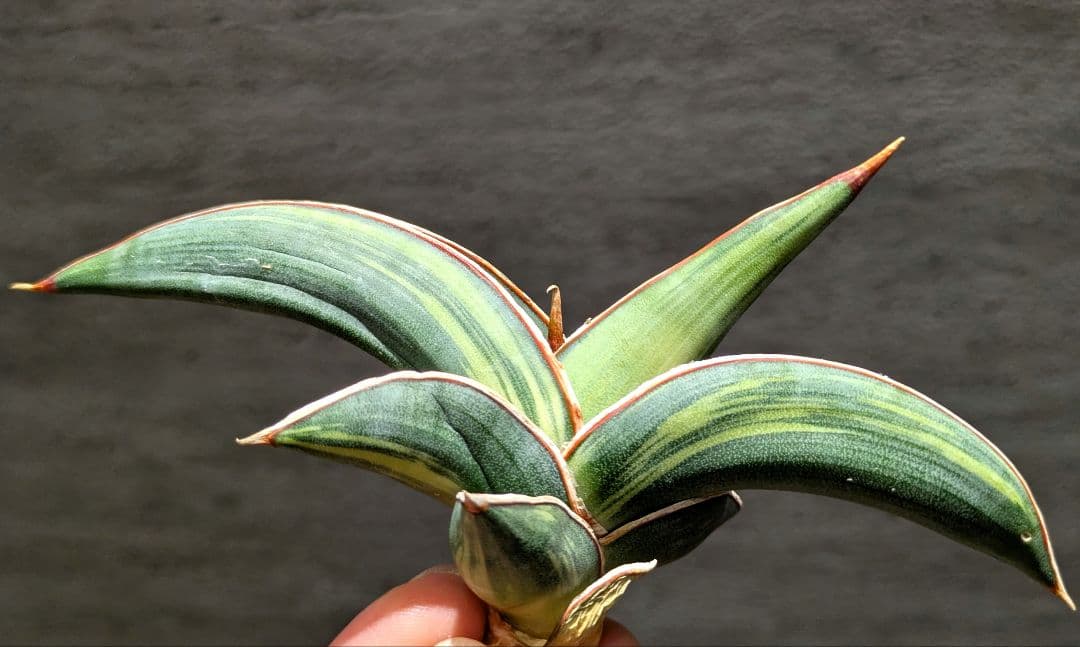 希少　ロリダ　斑入り　サンスベリア　サンス　多肉植物　サンセベリア　サボテン