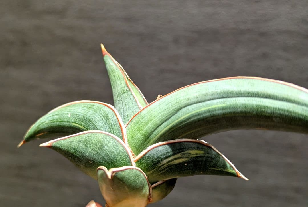 希少　ロリダ　斑入り　サンスベリア　サンス　多肉植物　サンセベリア　サボテン