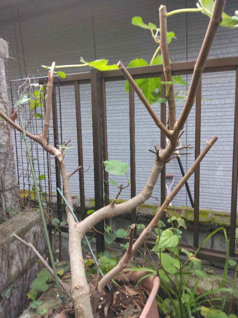 新品　無花果　土の上から97㎝位 今年は実を付けました　大きいので対面販売のみ