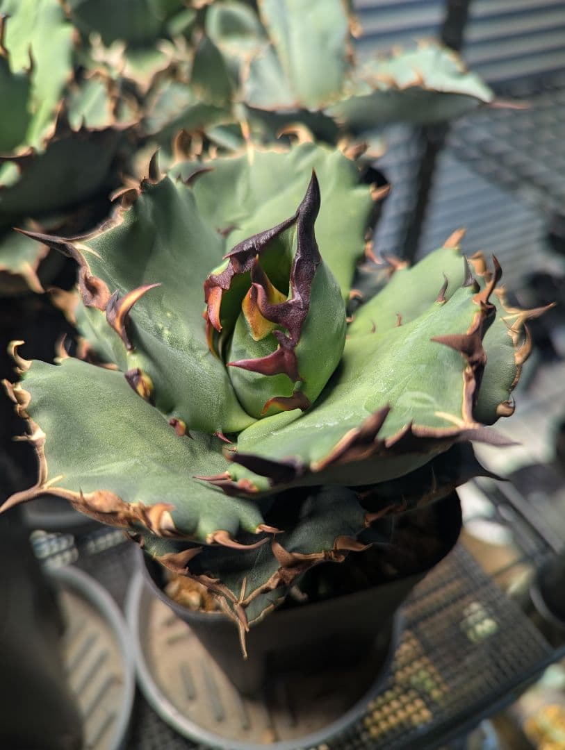 アガベ 翼竜 プテラノドン TC 中株 - メルカリ