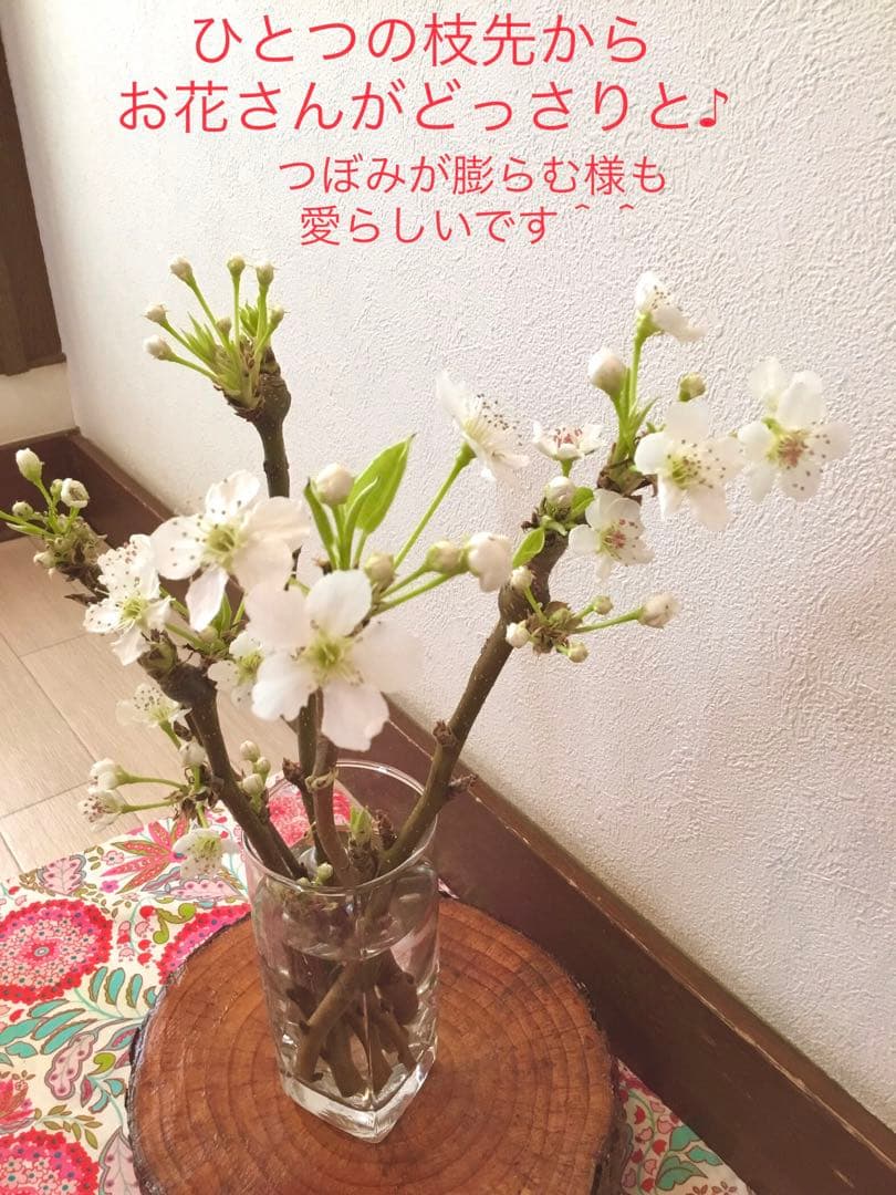 【梨のお花＊梨のつぼみの枝＊切り花】真っ白い可憐な可愛いお花＊里山育ち＊自然農法